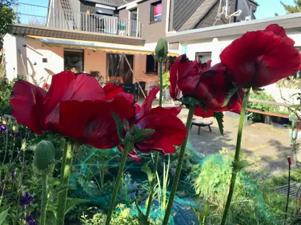 Blumen: Papaver orientalis/ roter Mohn