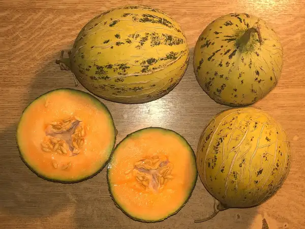 Melonen: Papaya 1 melone