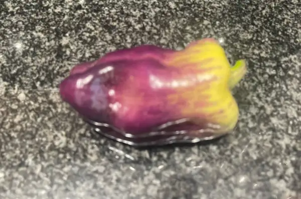 Chili / Paprika: Paprika - Blot