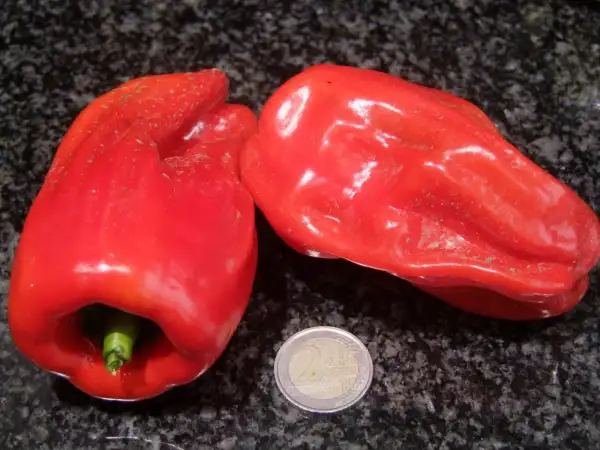 Chili / Paprika: Paprika - Criolla de Cocina