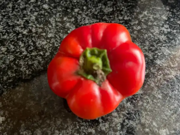 Chili / Paprika: Paprika - Liebesapfel