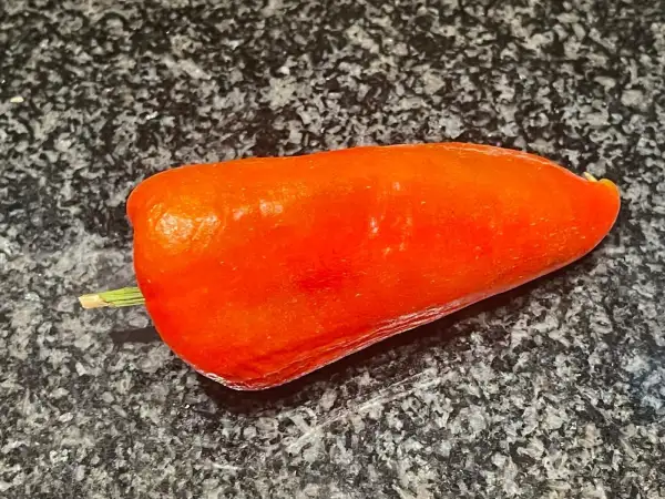 Chili / Paprika: Paprika - Marconi Red