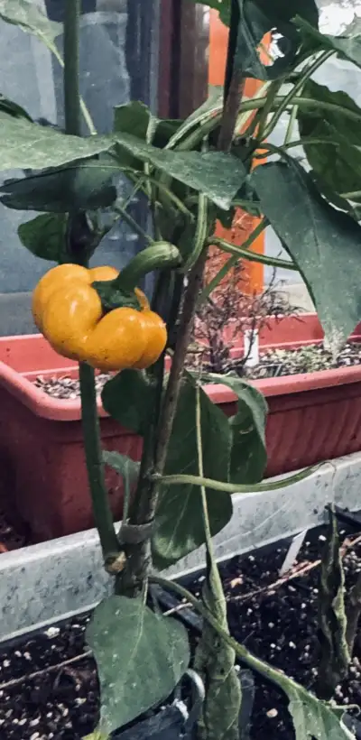 Chili / Paprika: Paprika Aluka Saga