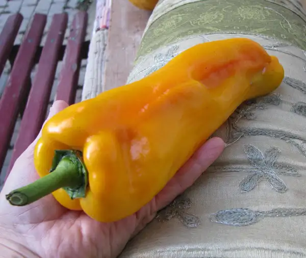 Chili / Paprika: Paprika Barguzin - Eine russische Sorte, die kräftig gelborange abreift.