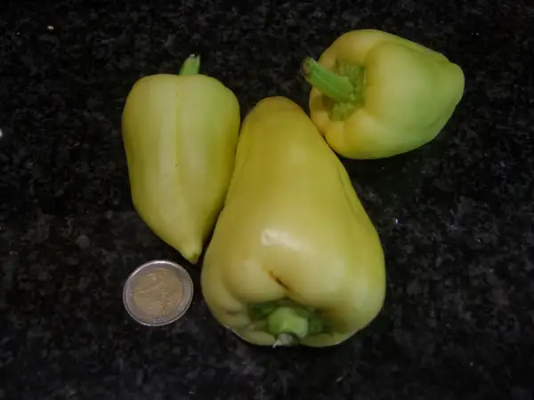Chili / Paprika: Paprika Belozerka