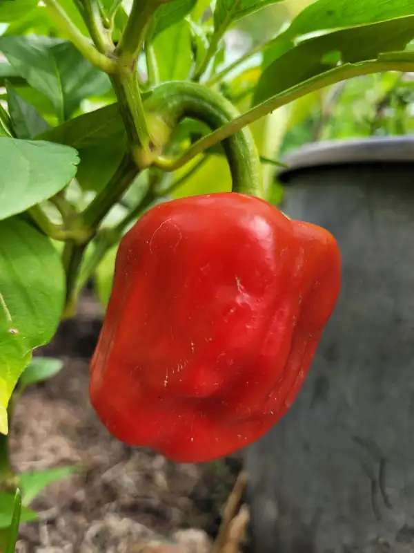 Paprika: Paprika "Benxi"