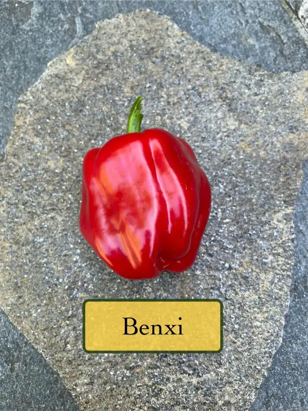 Chili / Paprika: Paprika Benxi