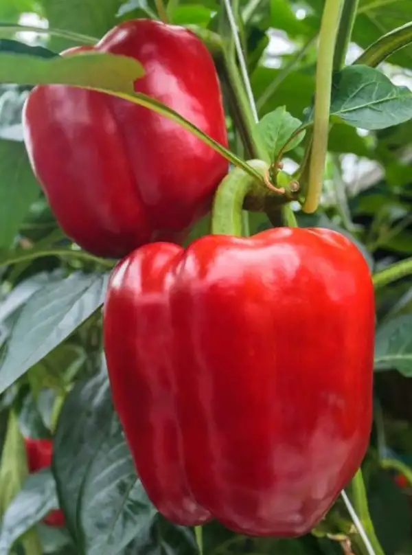 Chili / Paprika: Paprika "California Wonder"