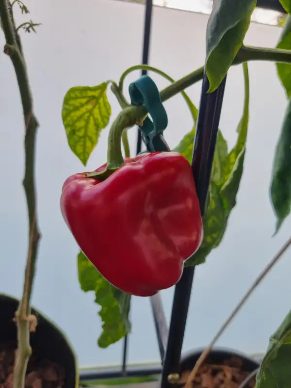 Chili / Paprika: Paprika California Wonder