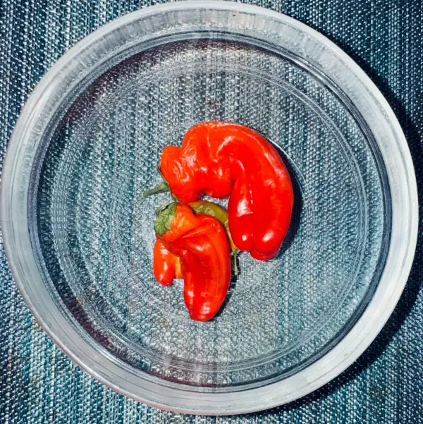 Chili / Paprika: Paprika Candy Cane