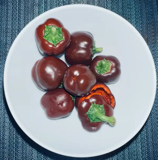 Chili / Paprika: Paprika Chocolate Roundelay