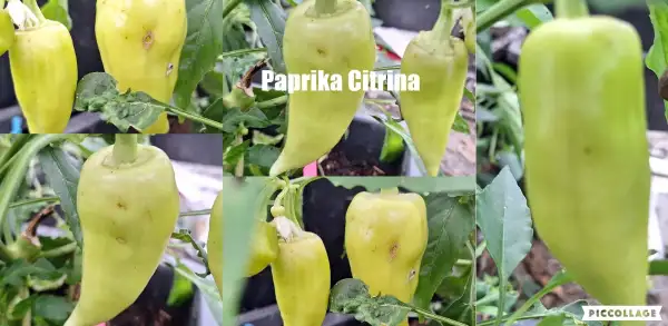 Chili / Paprika: Paprika: Citrina