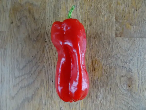 Chili / Paprika: Paprika Corno rosso