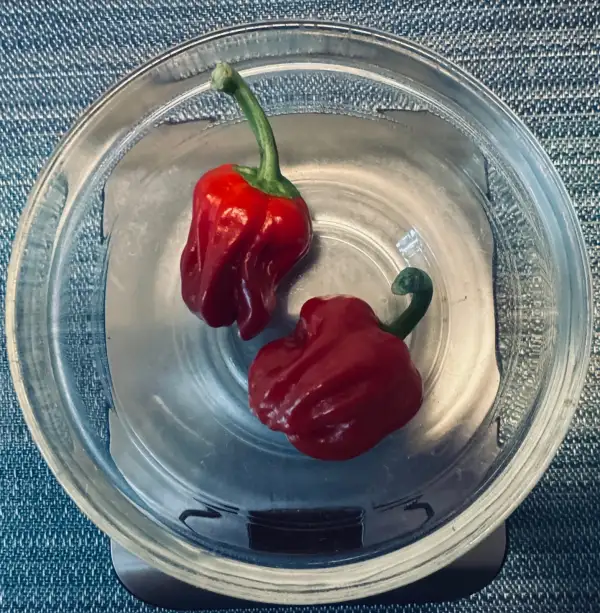 Chili / Paprika: Paprika Criolla de Cortina