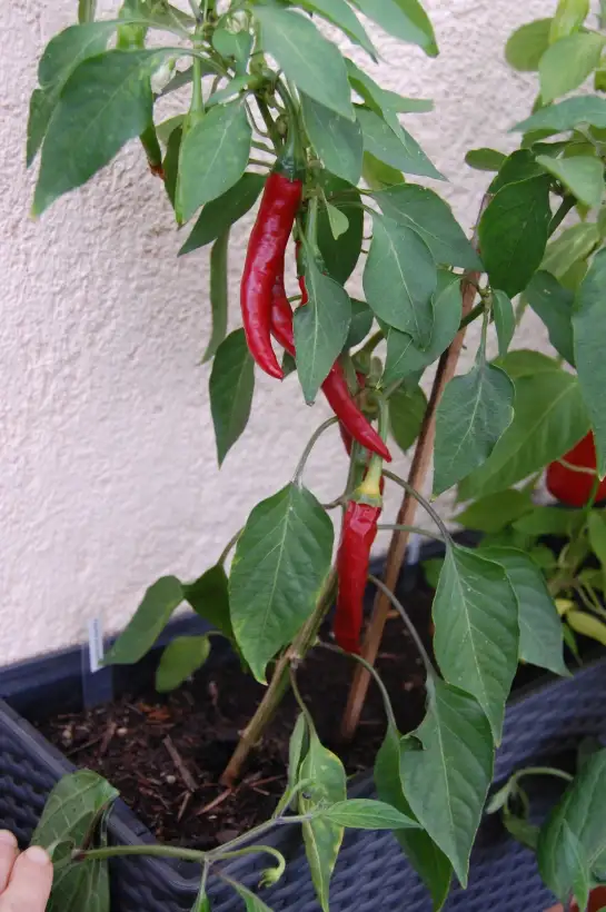 Chili / Paprika: Paprika de Cayenne