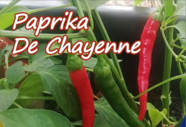 Chili / Paprika: Paprika de Chayenne