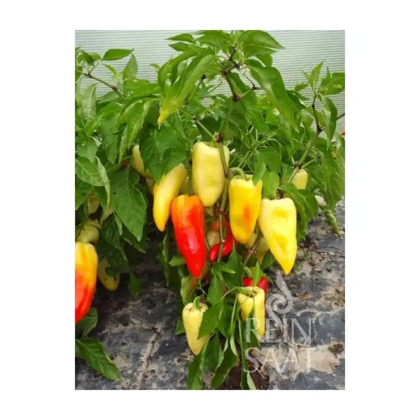 Paprika: Paprika Ferenc Tender