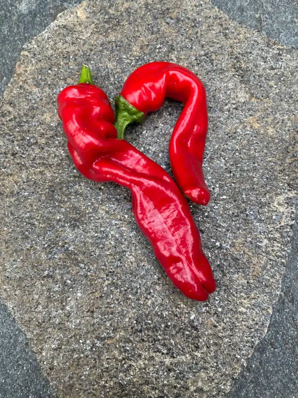 Chili / Paprika: Paprika Friariello (Bratpaprika)