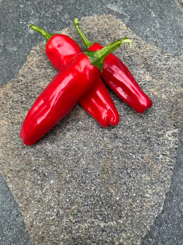 Chili / Paprika: Paprika Fritz