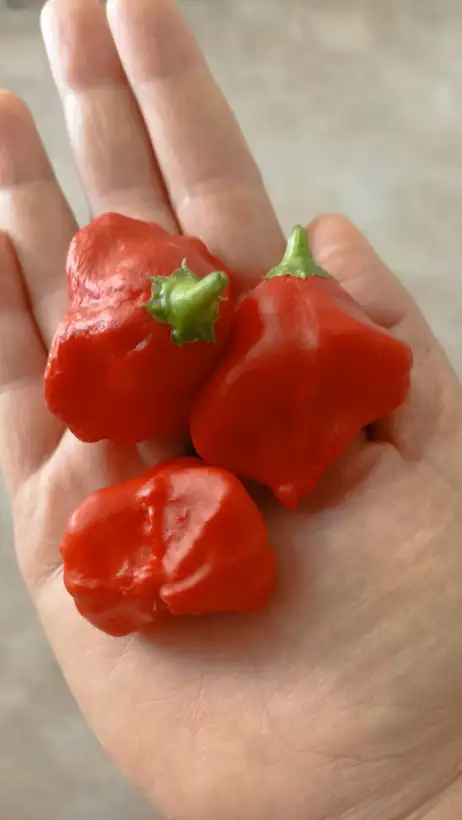 Chili / Paprika: Paprika Glocke
