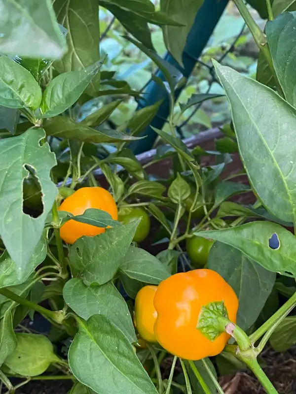 Chili / Paprika: Paprika Julie