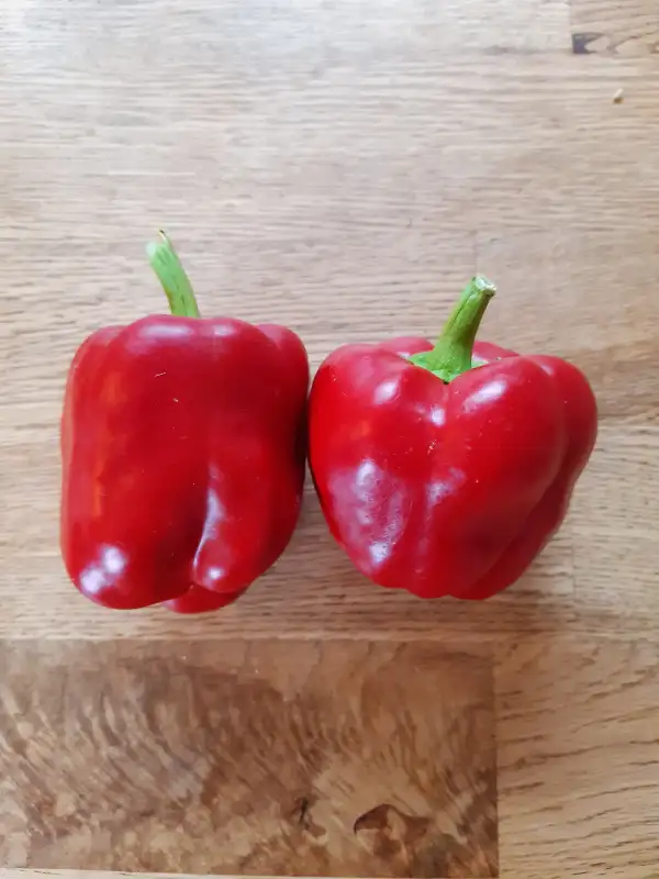 Chili / Paprika: Paprika King of North