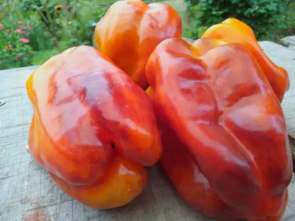 Chili / Paprika: Paprika Klyaksa, ein echter Blickfang!  Geeignet für rauhes Klima mit kürzeren Vegetationszeiten.