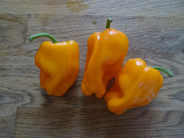 Chili / Paprika: Paprika Le Petit Marseillais