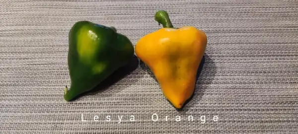 Chili / Paprika: Paprika Lesya Orange