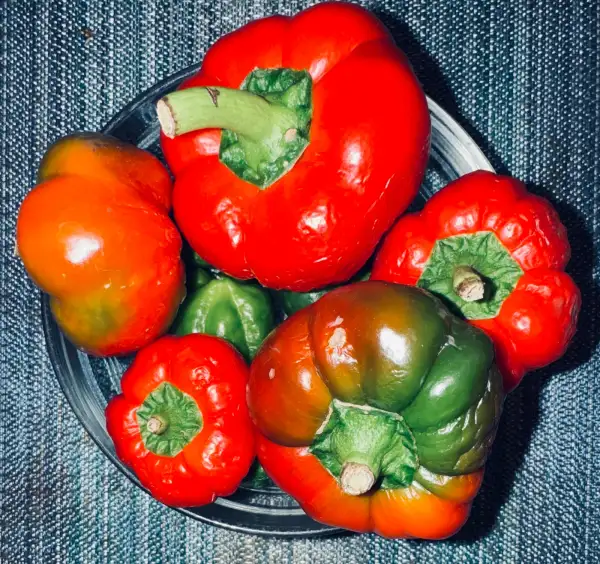 Chili / Paprika: Paprika Liebesapfel