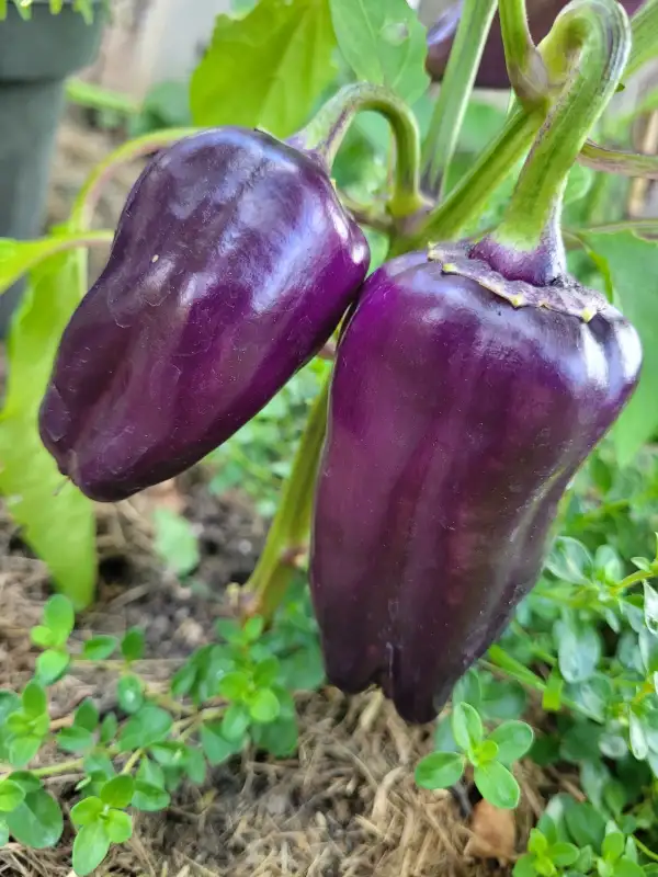 Paprika: Paprika "Lilac"