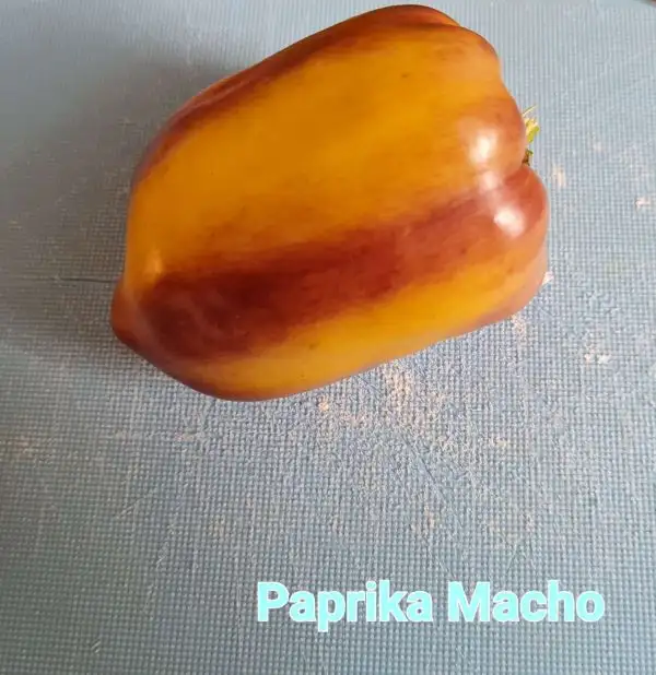 Chili / Paprika: Paprika Macho