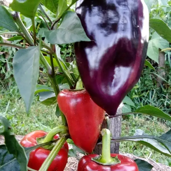 Chili / Paprika: Paprika Macho aus Russland - Der Name ist Programm