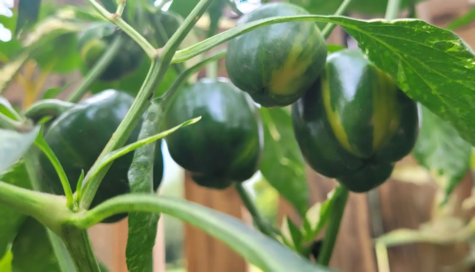 Chili / Paprika: Paprika "Madame Paraplü"