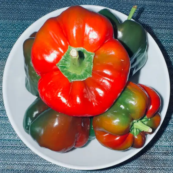 Chili / Paprika: Paprika Maor Asar