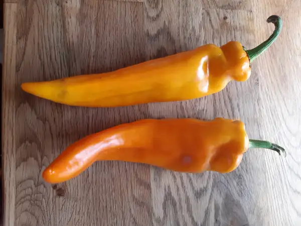 Chili / Paprika: Paprika Marconi Golden