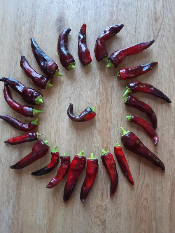Chili / Paprika: Paprika Marconi Purple