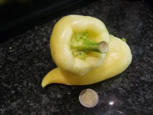Chili / Paprika: Paprika Mira