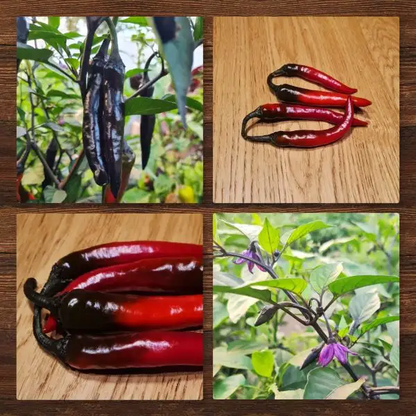 Chili / Paprika: Paprika Murasaki Purple