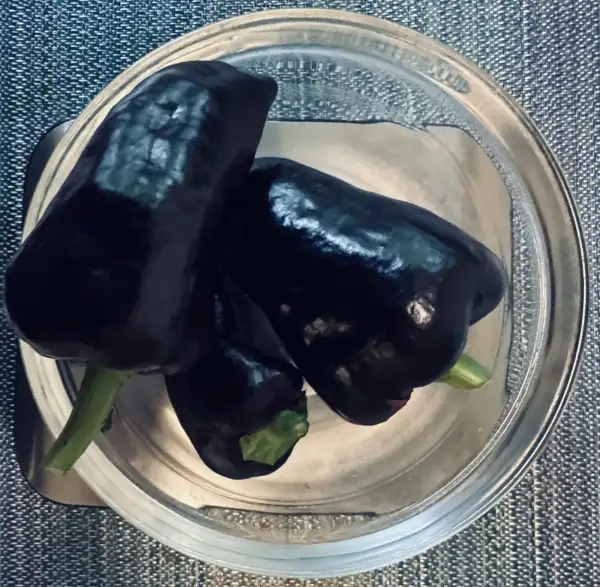 Chili / Paprika: Paprika Nocturne