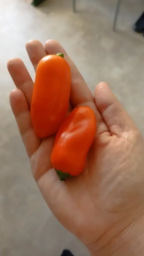 Chili / Paprika: Paprika Orange