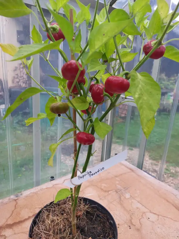 Chili / Paprika: Paprika Paradiso