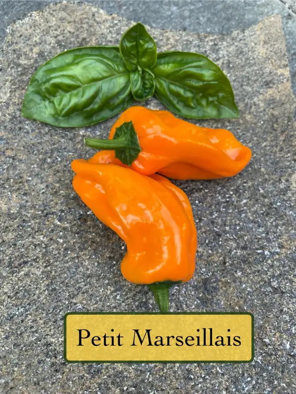 Chili / Paprika: Paprika Petit Marseillais