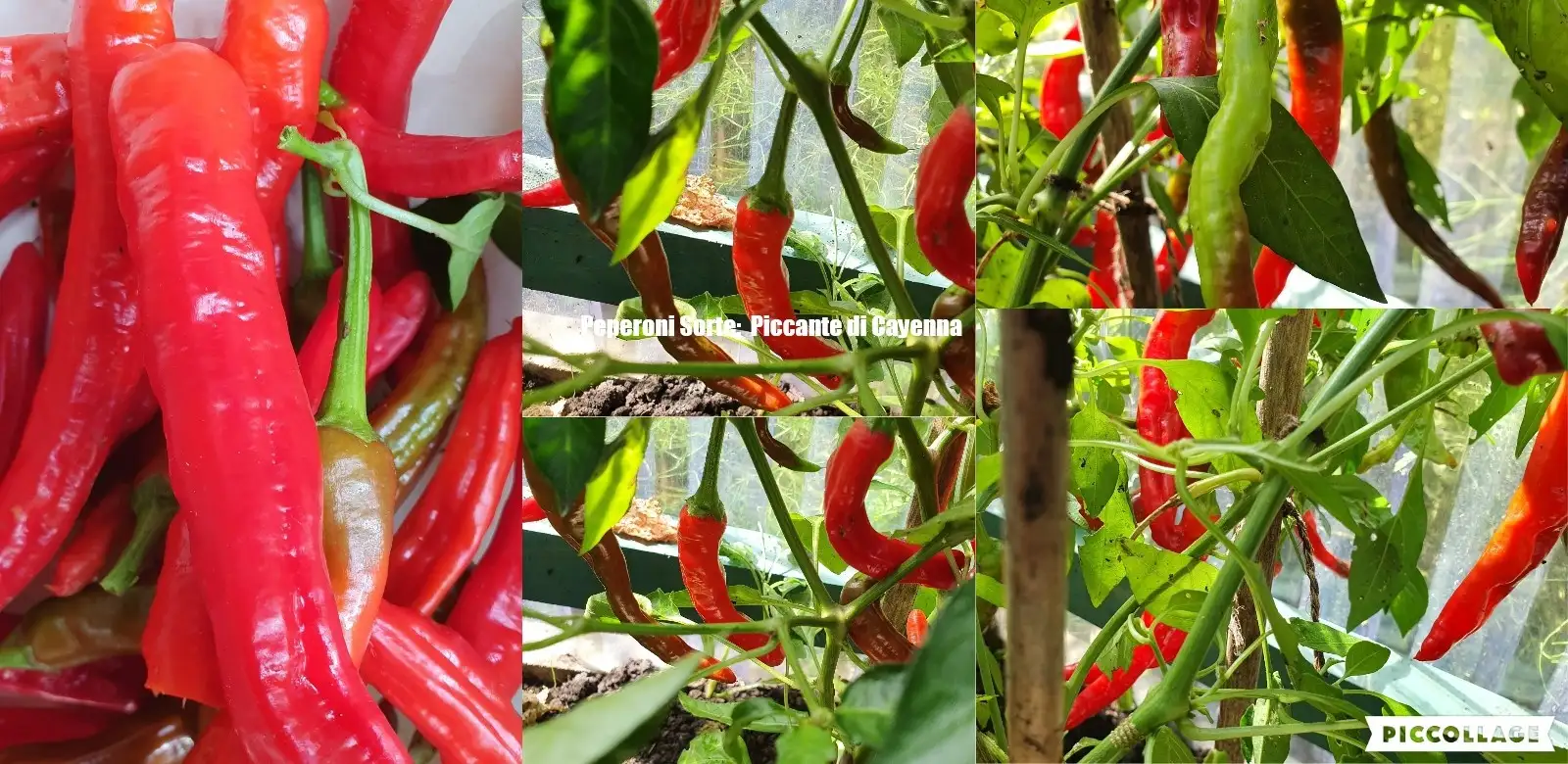 Chili / Paprika: Paprika Piccante Di Cayenna