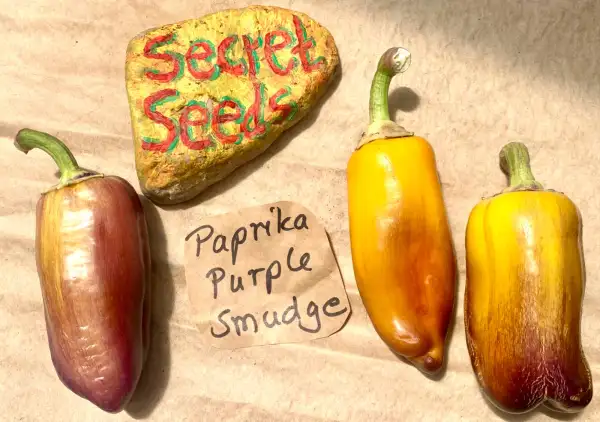 Chili / Paprika: Paprika “Purple Smudge”