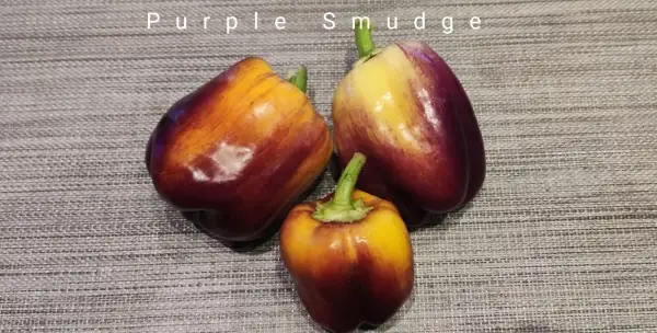 Chili / Paprika: Paprika Purple Smudge