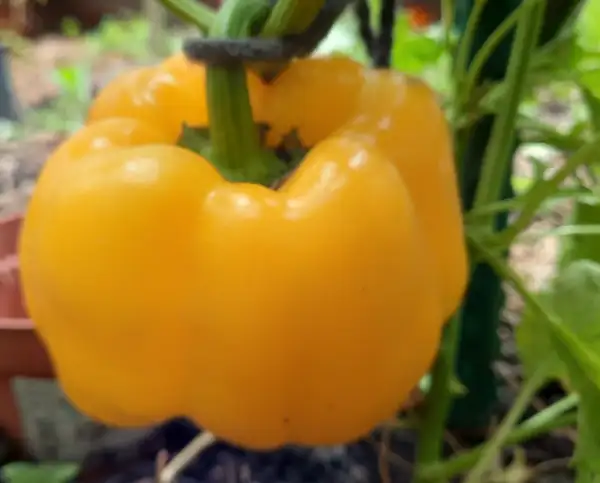 Chili / Paprika: Paprika Quatro d