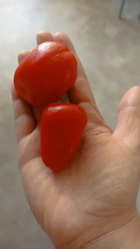 Chili / Paprika: Paprika Rot