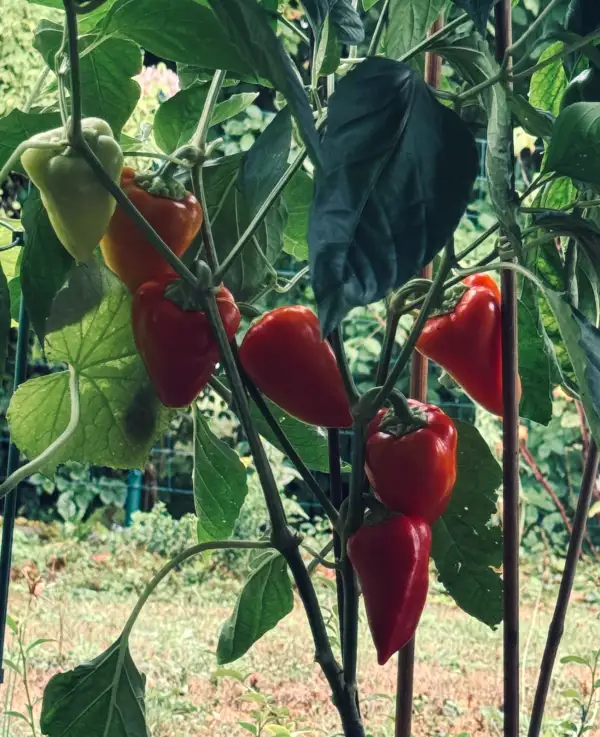 Paprika: Paprika Süßer Apfel