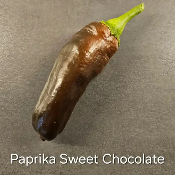 Chili / Paprika: Paprika Sweet Chocolate